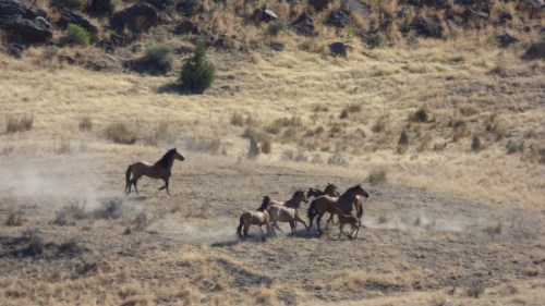 A group of horses running across a dry, grassy landscape with rocky terrain in the background.