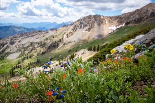 A vibrant meadow of wildflowers in the foreground, with mountains and a cloudy sky in the background.