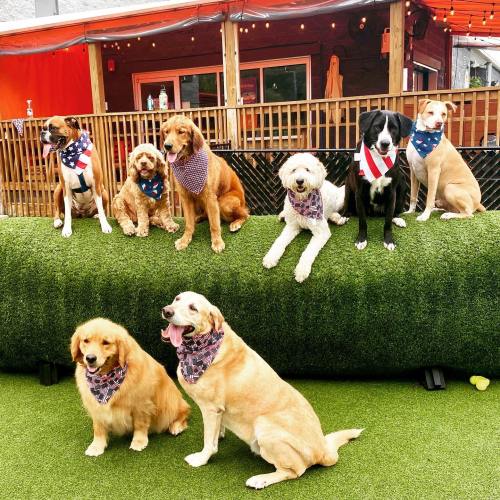 A group of seven dogs wearing bandanas poses on a grassy area, with a colorful outdoor setting in the background.