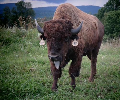 A bison with tags on its ears stands in a grassy field, surrounded by trees and hills in the background.
