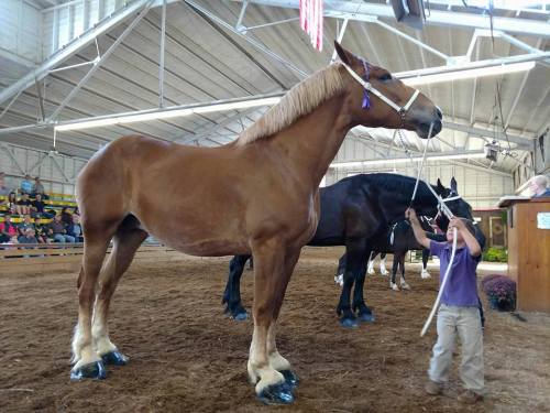 A brown horse stands in a barn, while a child holds its lead rope, with a black horse in the background.