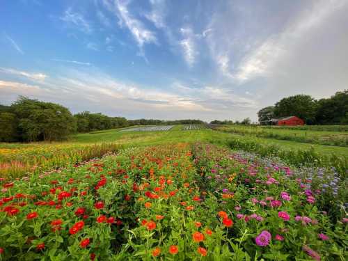 A vibrant field of colorful flowers stretches under a blue sky, with green fields and a red barn in the background.