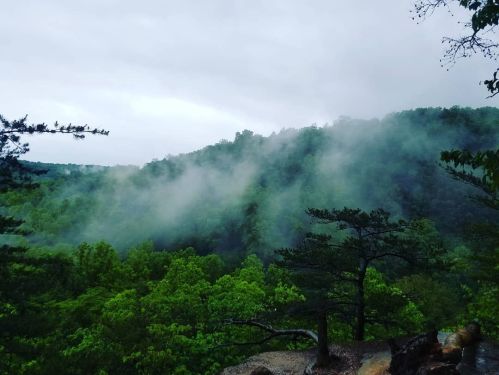 A misty landscape of green hills under a cloudy sky, with trees in the foreground and fog rolling through the valleys.