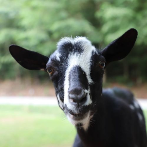 A close-up of a black and white goat with a curious expression, set against a blurred green background.