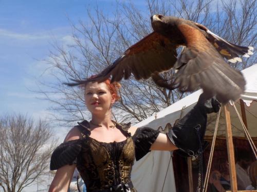 A woman in a corset holds a hawk in flight against a blue sky and bare trees.
