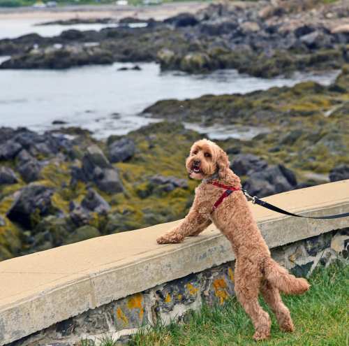 A brown dog with a curly coat stands on a stone wall by the water, looking back at the camera.