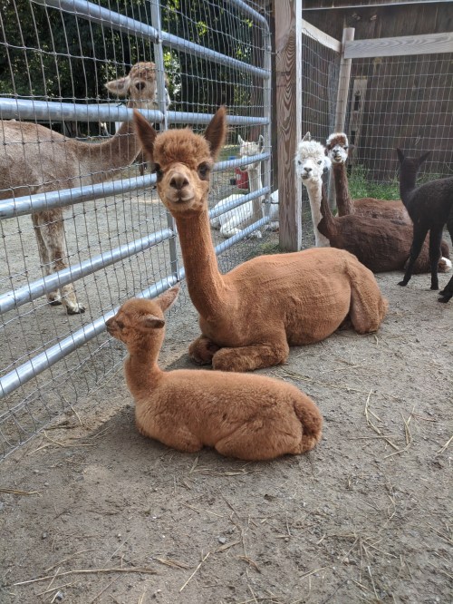 A brown alpaca and its cria resting on the ground in a fenced area, with other alpacas in the background.