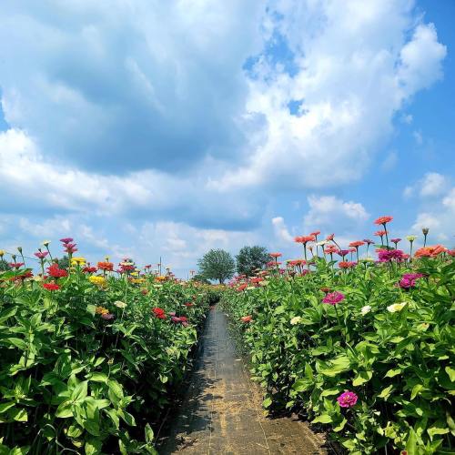 A vibrant flower field with colorful blooms under a bright blue sky and fluffy clouds, leading to distant trees.