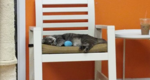 A gray cat sleeps on a chair with a blue ball beside it, against an orange wall. A drink sits on a nearby table.