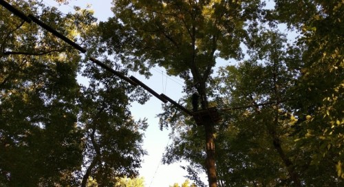 A view of a treetop platform connected by ropes, surrounded by lush green trees and a clear blue sky.