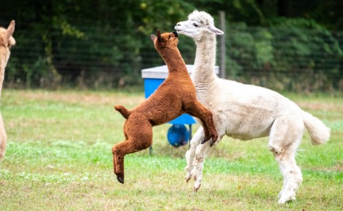 A playful brown alpaca cria jumps towards a white adult alpaca in a grassy field.