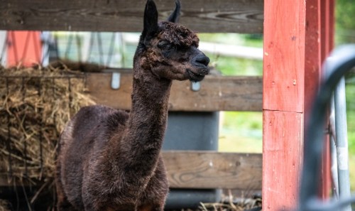 A brown alpaca stands in a barn, surrounded by straw and wooden structures.
