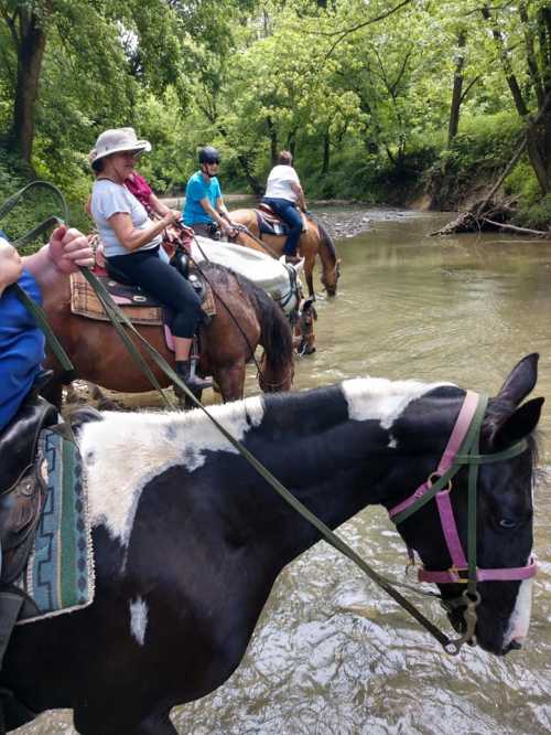 A group of people on horseback wade through a shallow stream surrounded by trees.