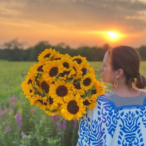 A woman holds a large bouquet of sunflowers, standing in a field at sunset, wearing a blue and white patterned outfit.