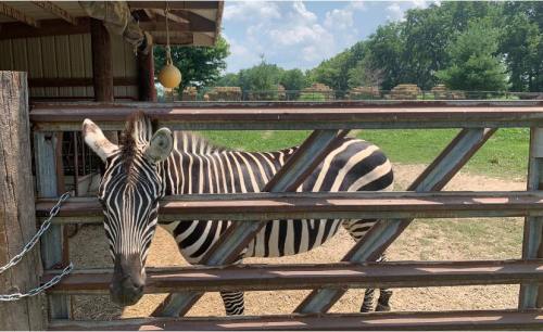 A zebra peeks through a wooden fence at a farm, with green grass and trees in the background under a blue sky.