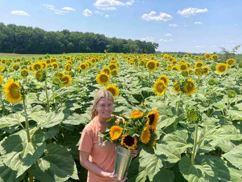 A person holds a bouquet of sunflowers in a field filled with blooming sunflowers under a blue sky.