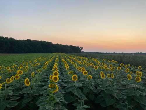 A field of sunflowers stretches towards the horizon under a colorful sunset sky.