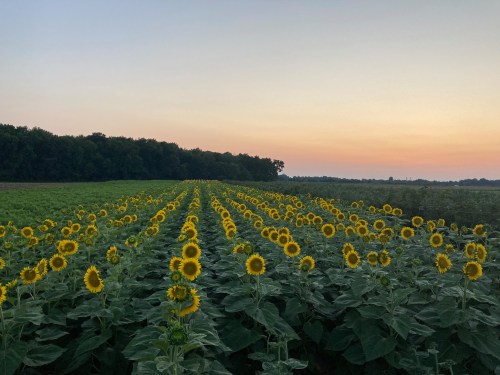 A field of sunflowers stretches towards the horizon under a colorful sunset sky.