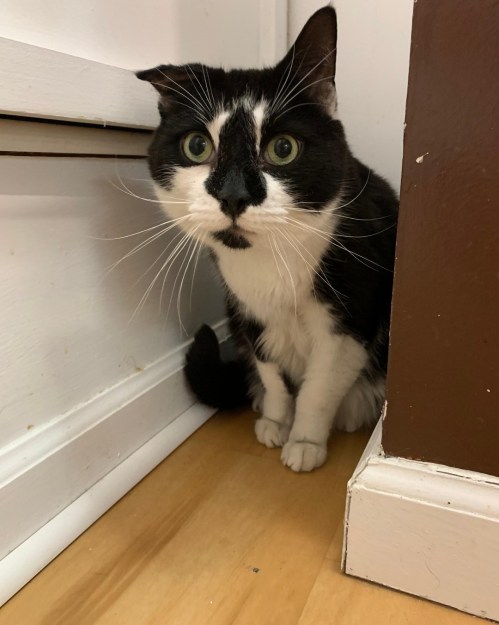 A black and white cat with large eyes sits in a corner, looking curiously at the camera.