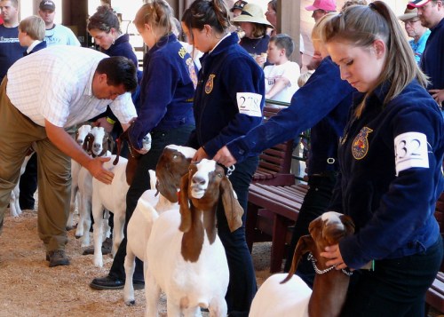 Participants prepare goats for a livestock show, with judges inspecting the animals in a barn setting.