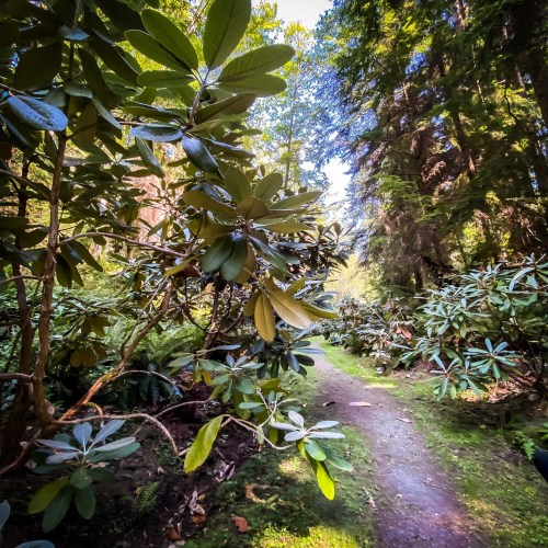 A serene forest path surrounded by lush greenery and vibrant leaves, inviting exploration and tranquility.
