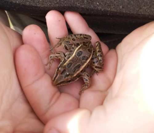 A small brown frog with dark spots resting in the palms of two hands.