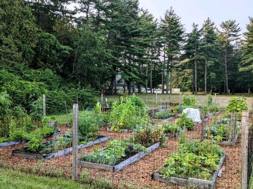 A lush garden with raised beds filled with various vegetables, surrounded by trees and a grassy area.