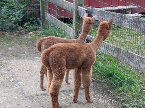 Two brown alpacas standing side by side, looking through a fence at a farm.