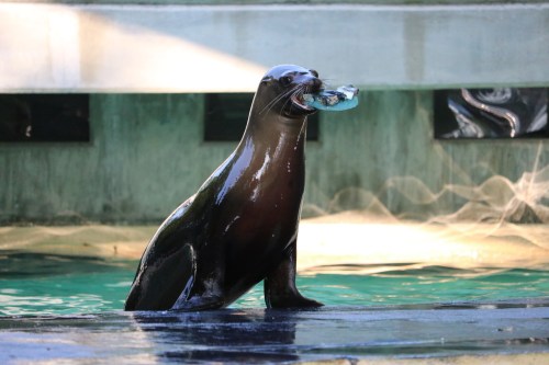 A seal stands on a ledge by the water, holding a piece of plastic in its mouth, with sunlight streaming down.