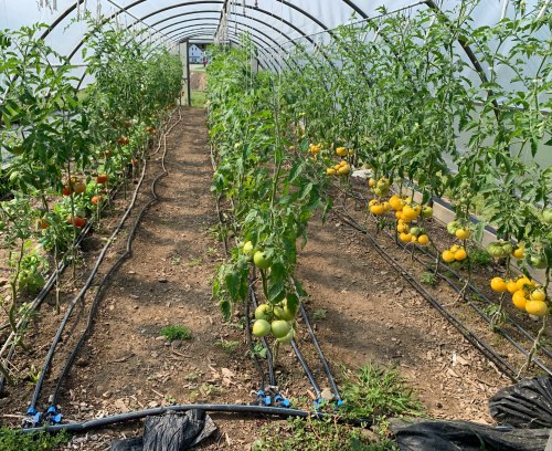 A greenhouse with rows of tomato plants, featuring green and ripe red tomatoes, and irrigation lines along the ground.