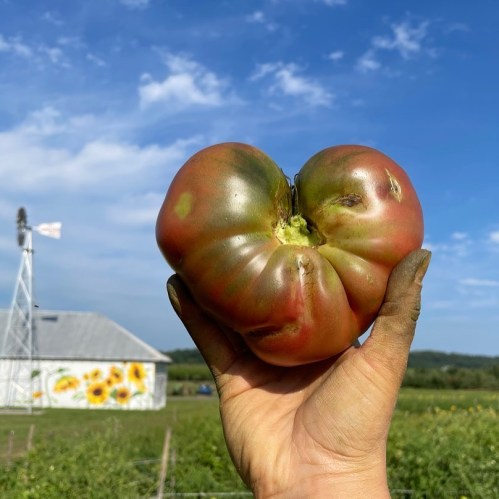 A hand holding a large, irregularly shaped green tomato with a farm and sunflowers in the background.