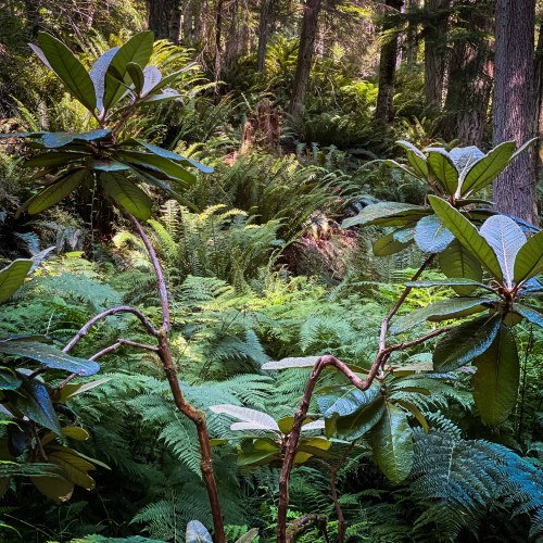 Lush green foliage with ferns and tropical plants in a dense forest setting. Sunlight filters through the trees.