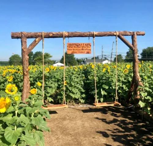 A wooden swing in a sunflower field with a sign reading "Happy Day Farm: Your Source for Everything You Need."