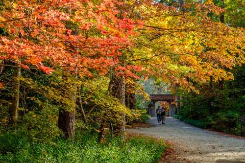 A scenic path lined with vibrant autumn foliage, with two people walking towards a wooden archway in the distance.