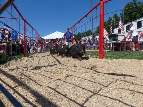 A pig race in progress, with several pigs running through a fenced track in front of a cheering crowd.