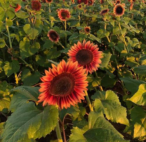 A field of vibrant sunflowers with orange-tipped petals, surrounded by lush green leaves.