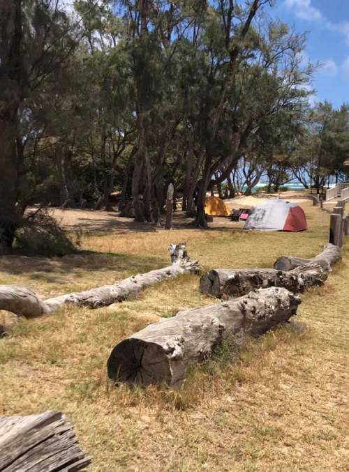 A campsite with tents set up among trees and logs on a sunny day, near a beach in the background.