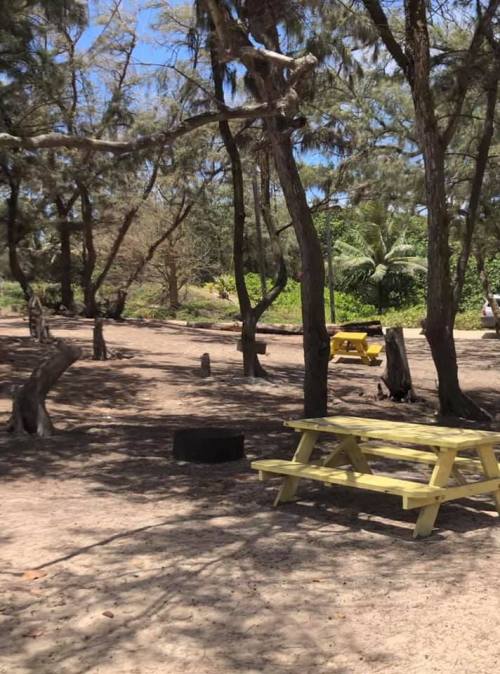 A sunny outdoor area with a yellow picnic table surrounded by trees and sandy ground.