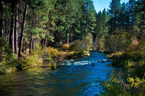A serene river flows through a lush forest, surrounded by tall trees and vibrant greenery under a clear blue sky.