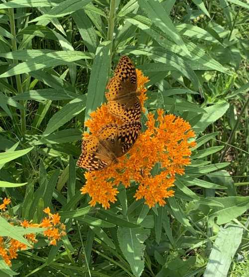 A butterfly with orange and black patterns rests on vibrant orange flowers amidst green foliage.