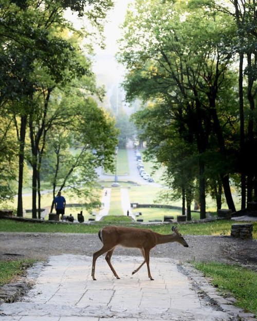 A deer walks along a path in a lush green park, with trees lining the sides and a distant view of a pathway.