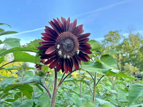 A dark red sunflower blooms among green leaves under a clear blue sky.