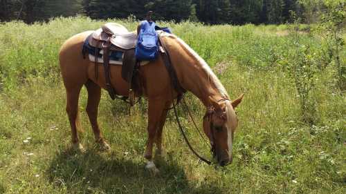 A tan horse with a saddle and blue backpack grazes in a grassy field surrounded by trees.