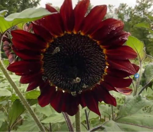 A close-up of a dark red sunflower with bees gathering pollen, surrounded by green leaves.