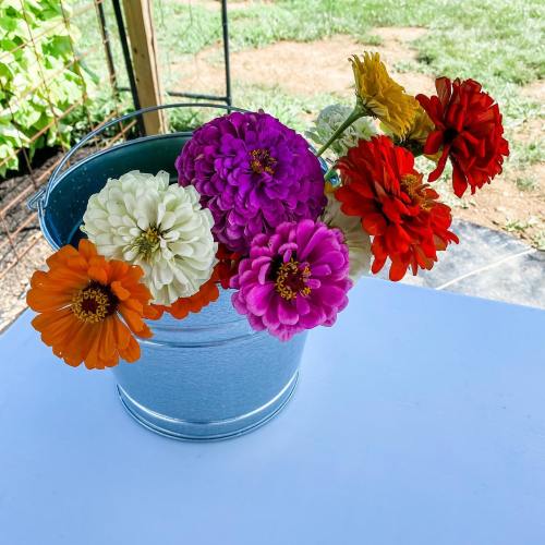 A metal bucket filled with colorful zinnias in shades of orange, white, pink, purple, and red.
