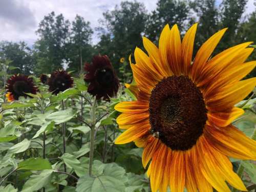 A vibrant sunflower in the foreground with a field of sunflowers and trees in the background under a cloudy sky.