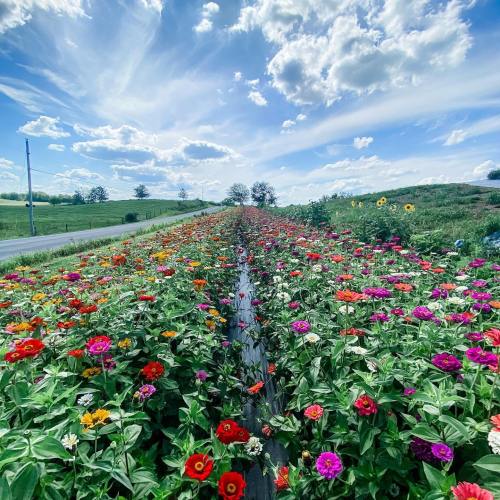 A vibrant flower field with colorful blooms under a bright blue sky and fluffy white clouds.