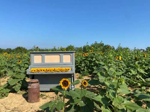 A vintage bench surrounded by vibrant sunflowers in a sunny field, with a milk can nearby.