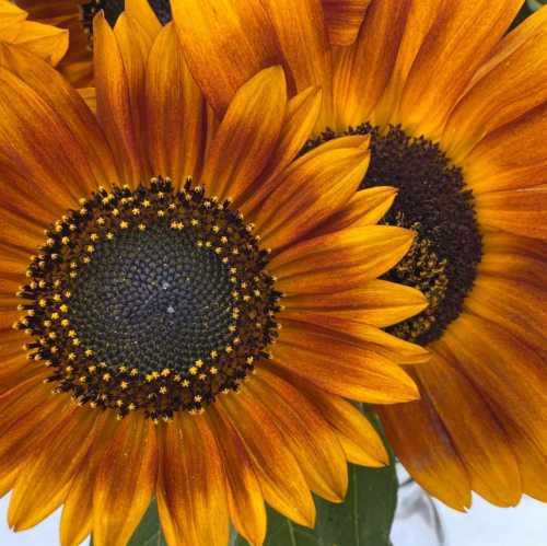 Close-up of vibrant sunflowers with bright yellow petals and dark centers, showcasing their natural beauty.