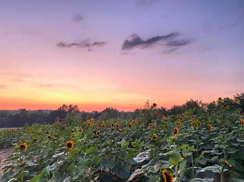 A field of sunflowers under a colorful sunset sky with soft clouds and distant trees.